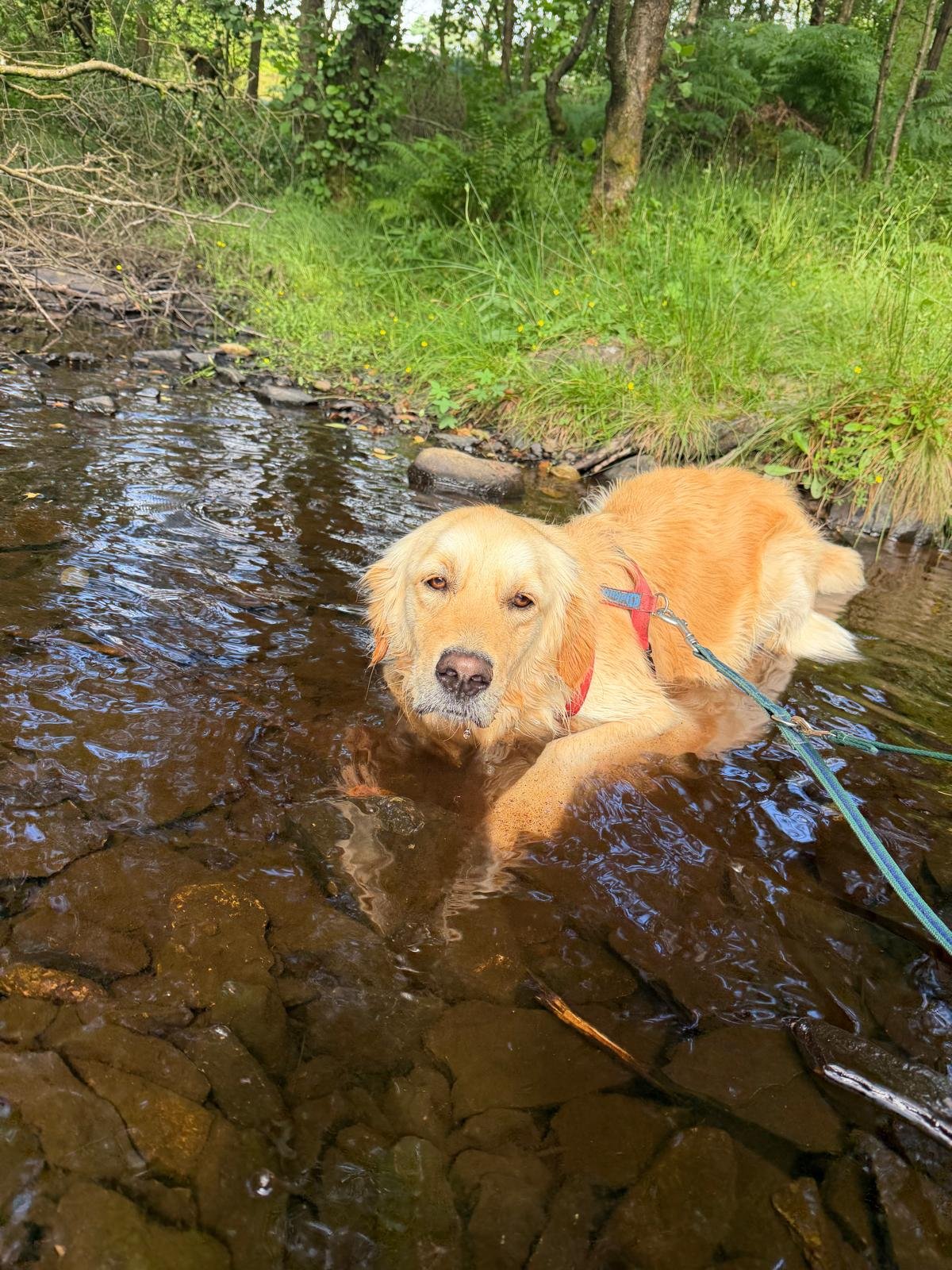 A memorable Muddy Paws pet-care moment