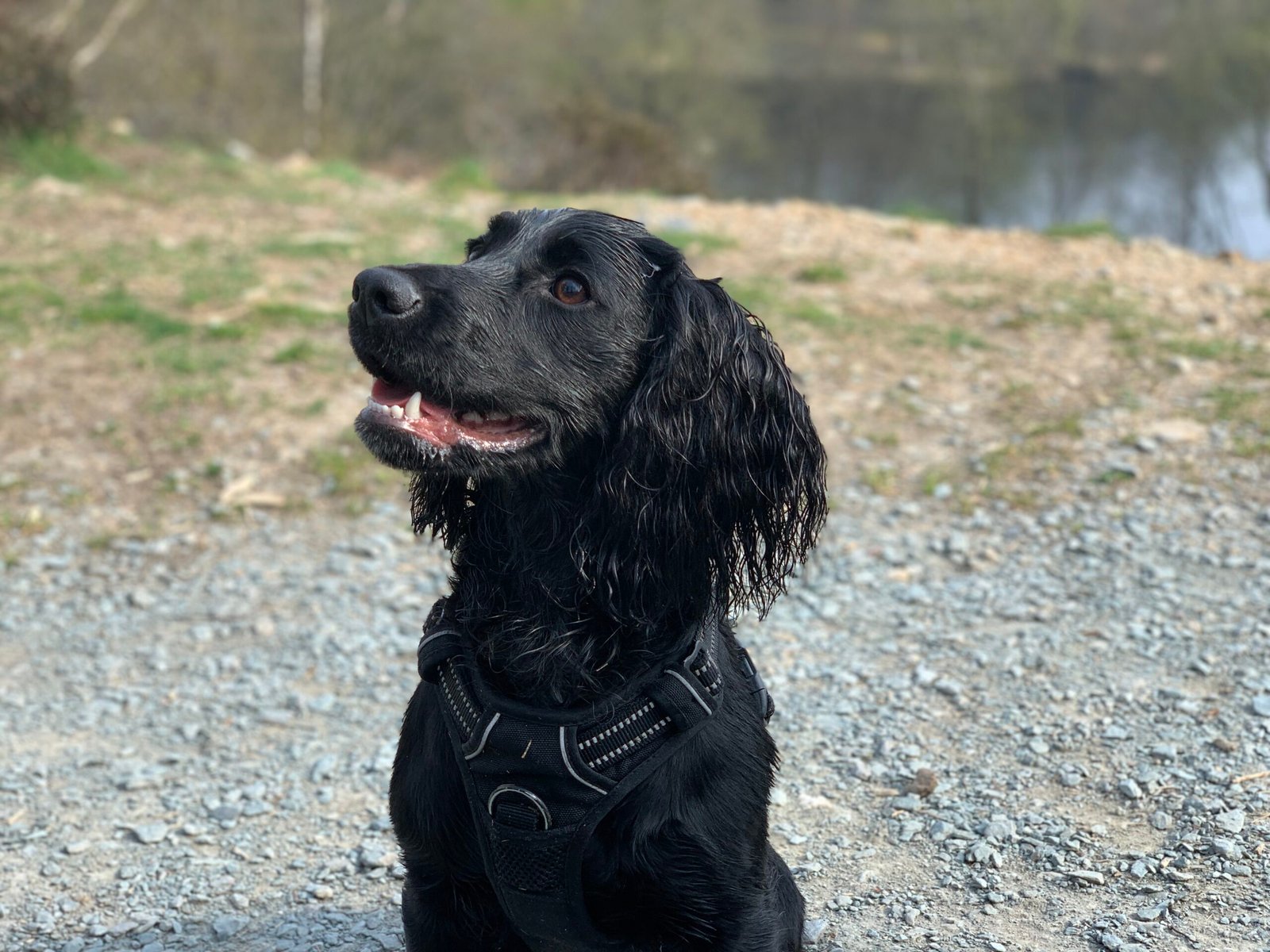 A Muddy Paws outdoor adventure
