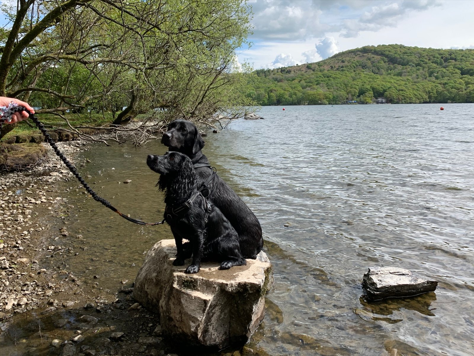 A dog enjoying time with Muddy Paws