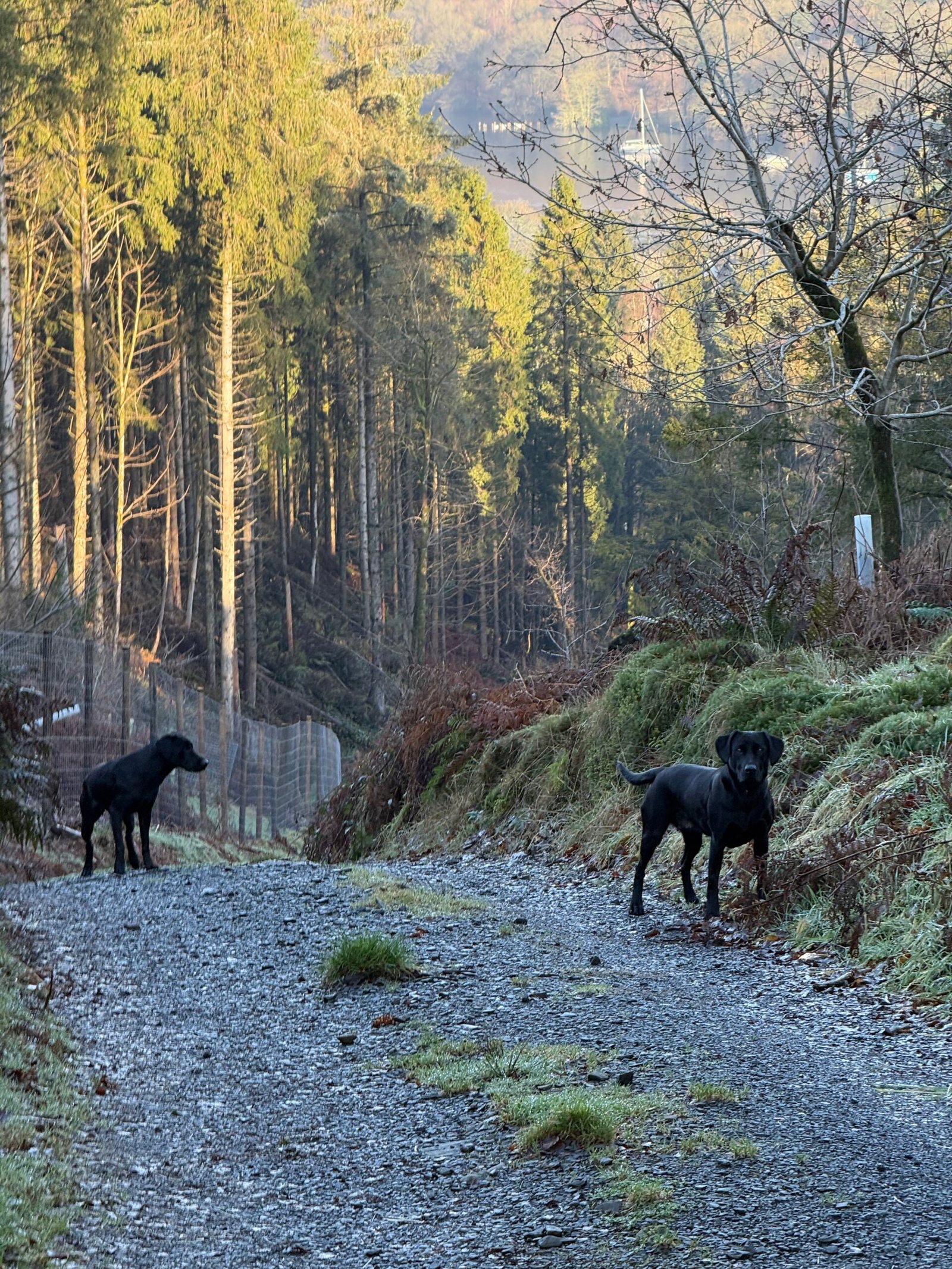 Dog enjoying an outdoor walk with Muddy Paws