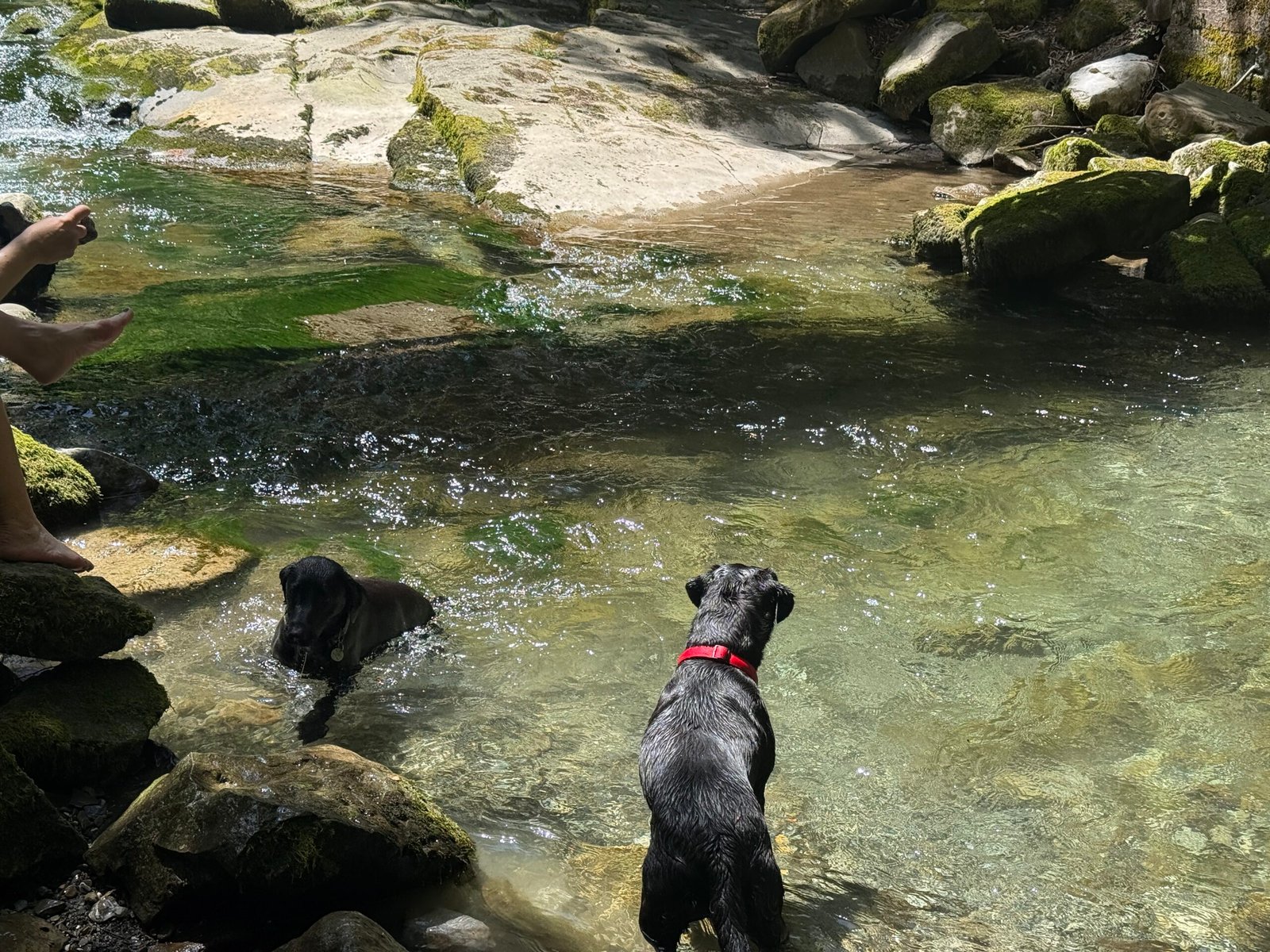 A countryside outing with Muddy Paws