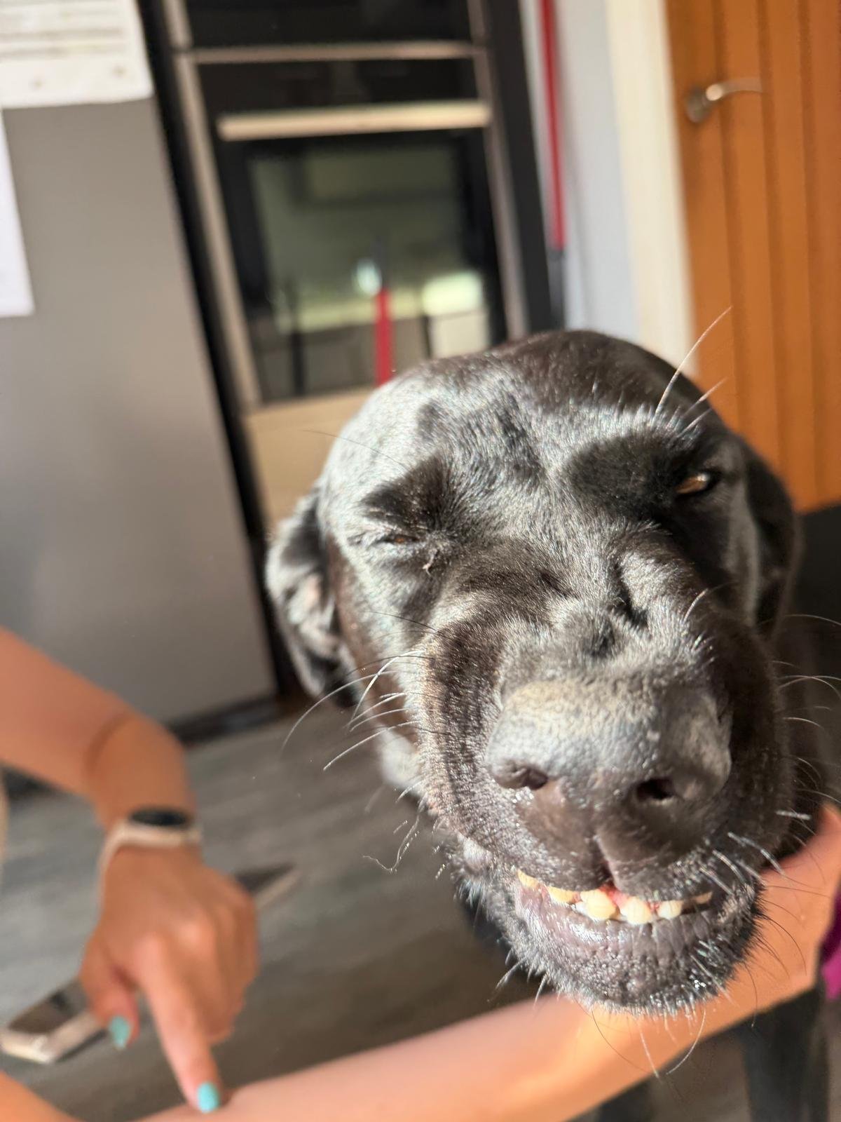 A happy pet cared for by Muddy Paws